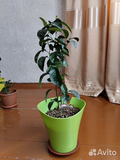 Мандарины и лимон