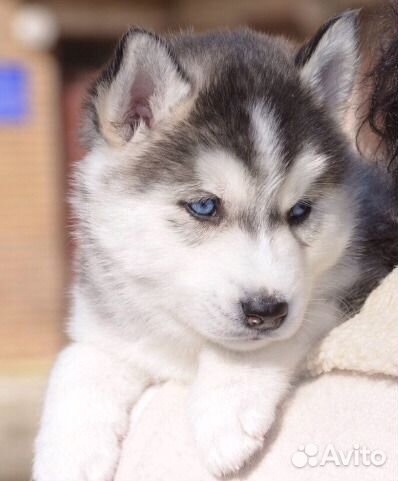 Сибирский хаски для вязки