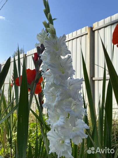 Гладиолусы букет