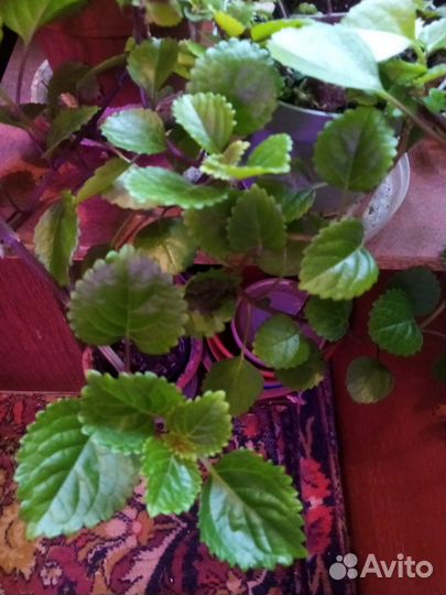 Комнатные растения