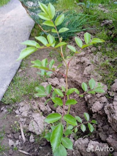 Саженцы роз плетистая