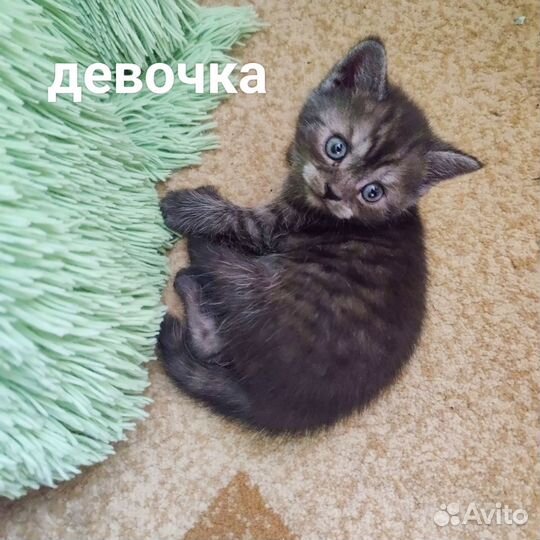 Котята