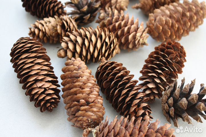 Шишки еловые Шишки для поделок для мульчирования