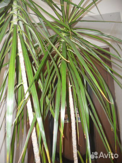 Драцена - 2 метра 70 см