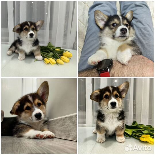 Щенки вельш корги пемброк