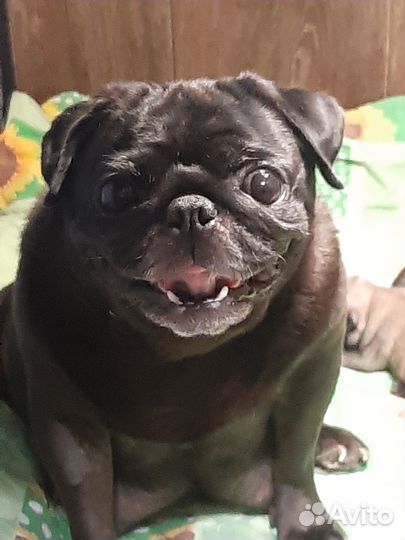 Щенки мопса