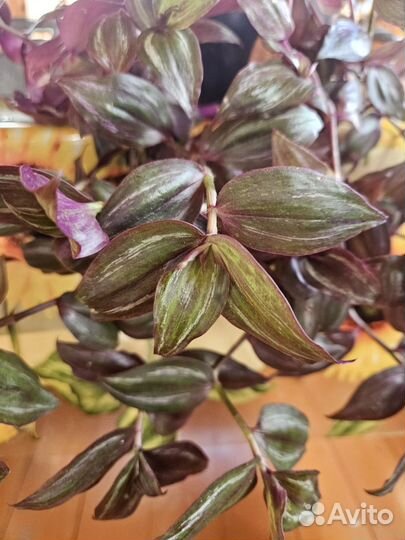 Традесканция тайская приречная