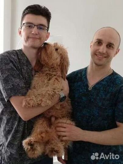 Ветеринарная помощь на дому 