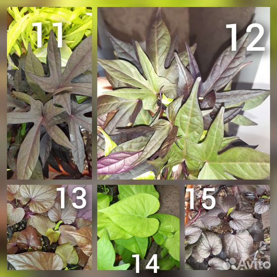 Ипомея батат