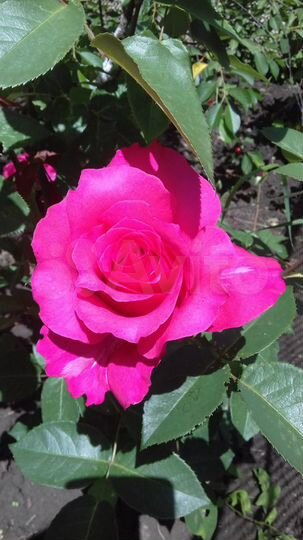 Дача 21 м² на участке 5 сот.