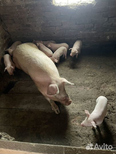 Деревенский ретрит