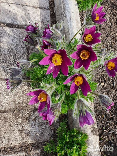 Семена - Прострел или Сон-трава