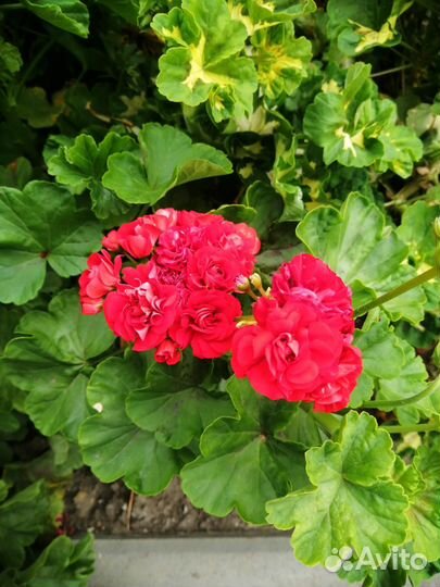 Комнатные цветы герань