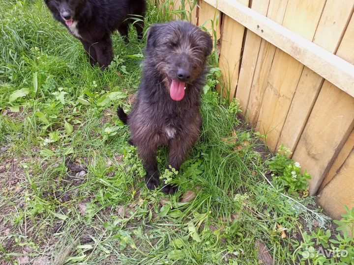 Самая лучшая собака в дом