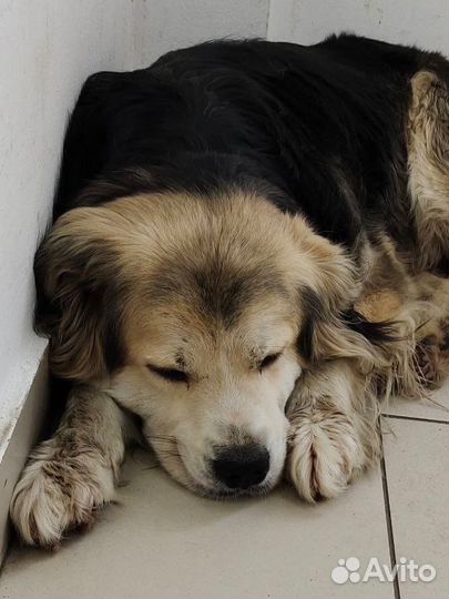 Собачка на улице