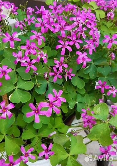 Оксалисы Plum Grazy, Sunset Velvet, Мармер и др