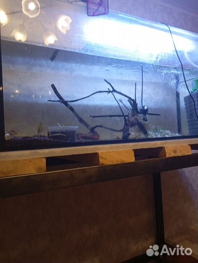Аквариум аквариумы