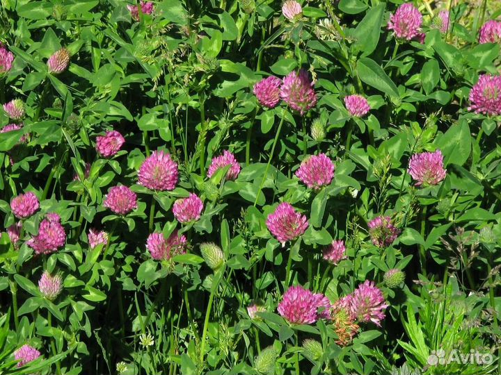 Семена клевера красного