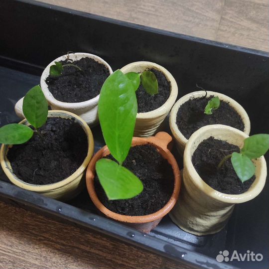 Замиокулькас, долларовое дерево в глиняных горшочк