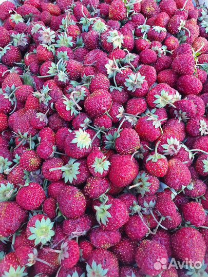 Клубника свежая ежевика малина виктория