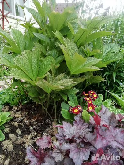 Почвопокровные и луковичные растения