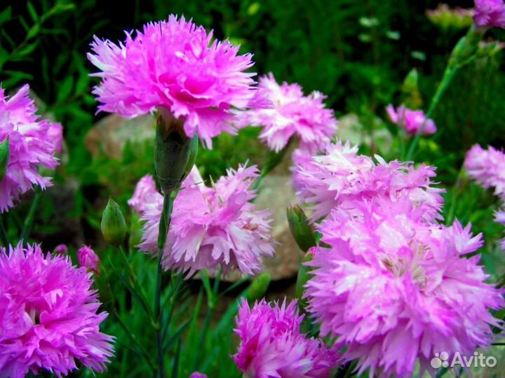 Многолетняя махровая гвоздика-зимостойкая