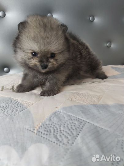 Щенки померанского шпица медвежьего типа