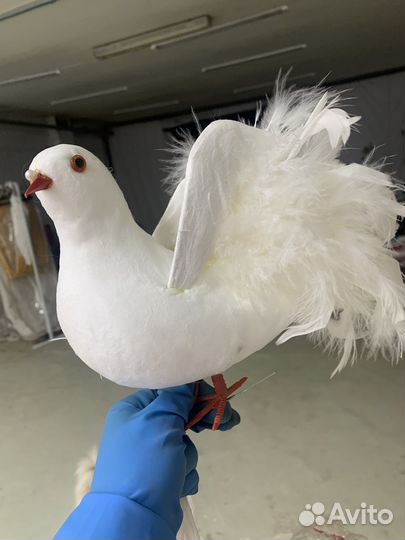 Голуби декоративные