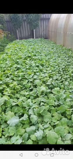 Рапс,жмых подсолнечника