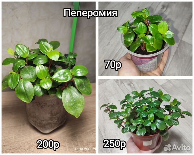 Замиокулькас, Пеперомия, Фиалка, фикус, Суккуленты