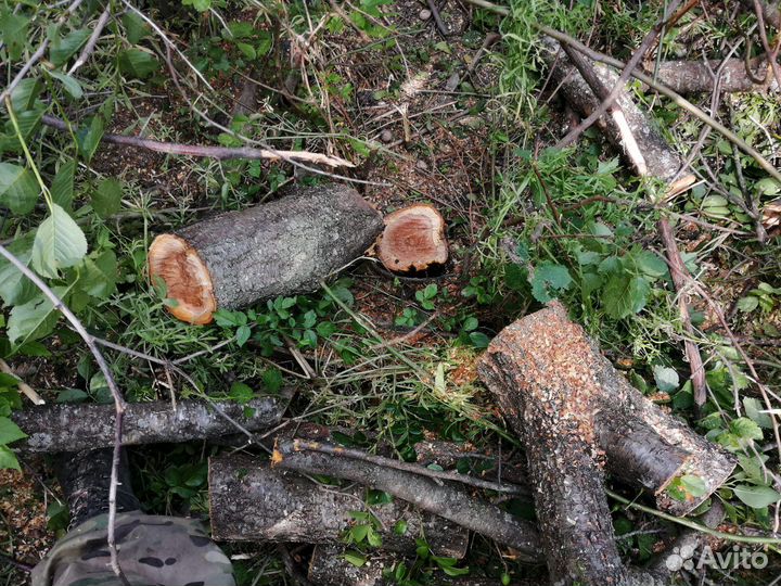 Спил деревьев