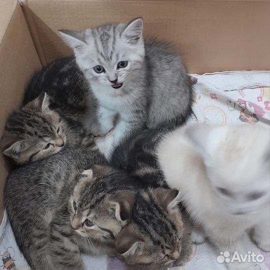 Шотландский котенок