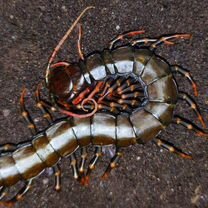 Сколопендра, scolopendra, многоножка