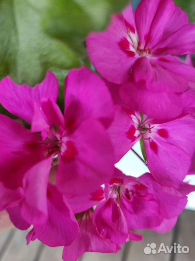 Королевская пеларгония, герани сортовые