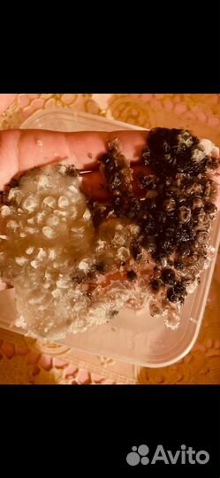 Приворот снятие порчи гадание обучение