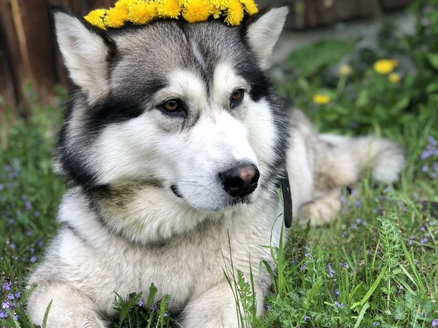 Аляскинский маламут продажа