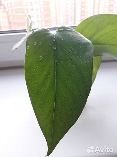 Эпипремнум Марбл Квин