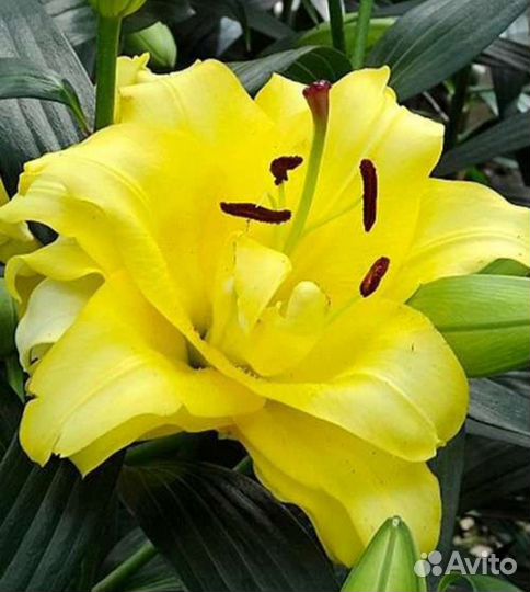 Лилии луковицы оптом