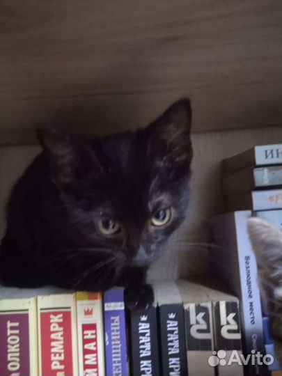 Котята в добрые руки бесплатно