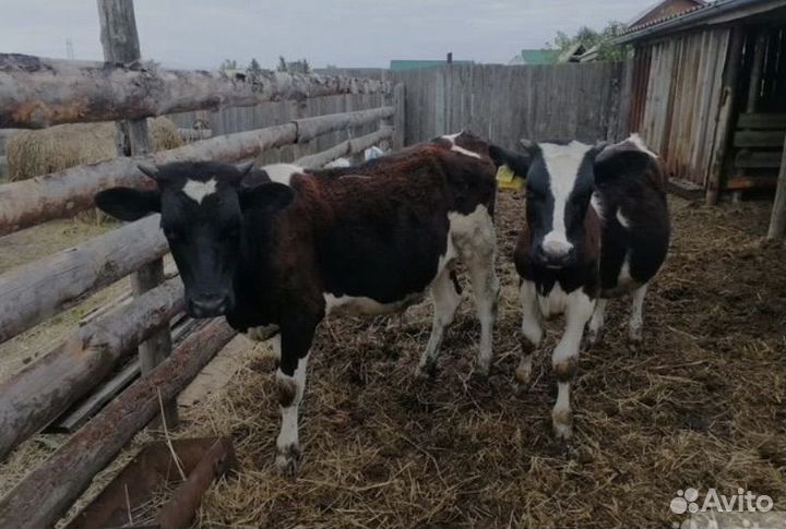Бычки на откорм
