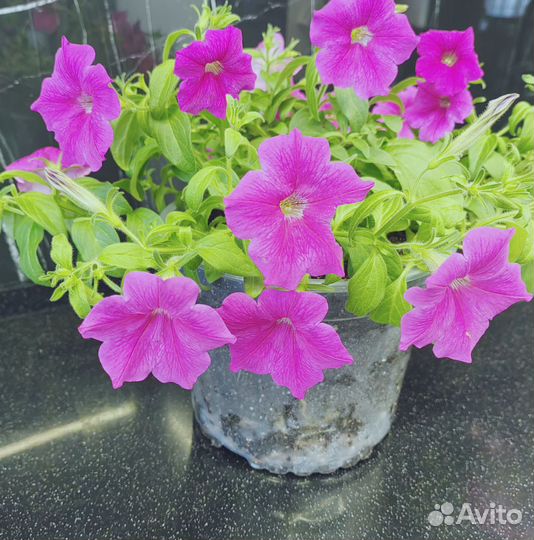 Комнатные растения цветы