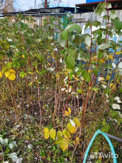 Саженцы малины