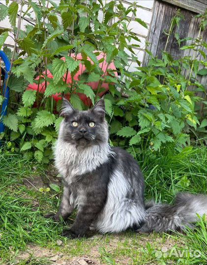 Котята мейн-кун