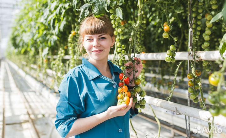 Вахта в Москве - Грузчик /упаковщик помидоров