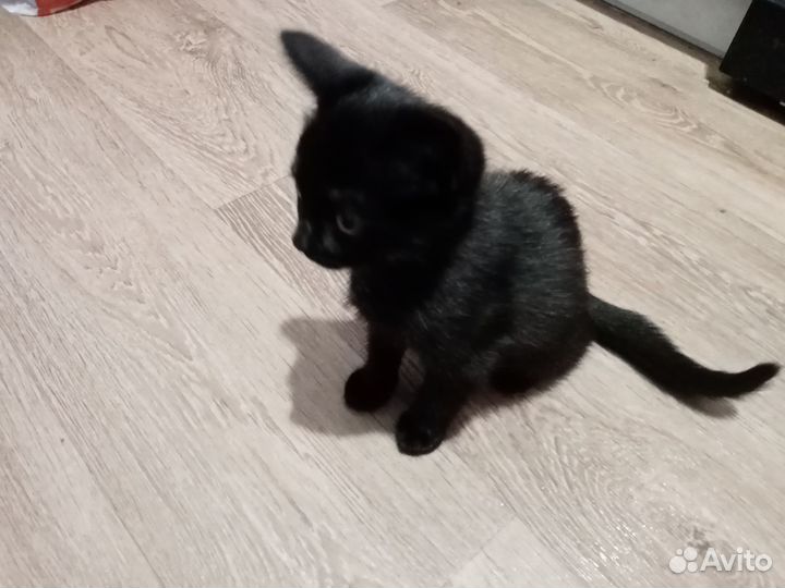 Милый котёнок