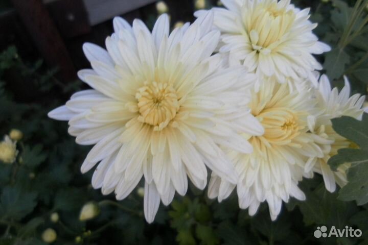 Корейские зимующие хризантемы