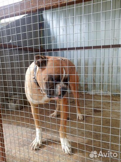 Боксер Вязка