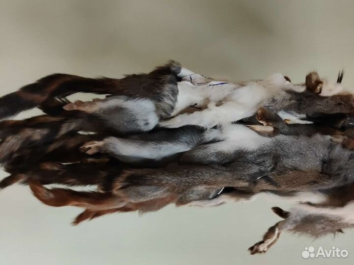 Беличьи шкурки выделанные