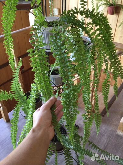 Папоротник нефролепис Дассада