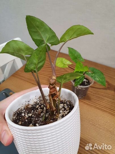 Сингониум панда